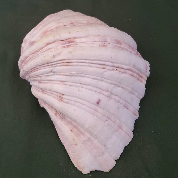 Extra Large Sandy Clam Shell with 5 Small Decorative Seashell Soaps - Picture 6 of 14